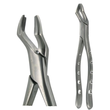 53L UPPER MOLAR