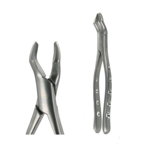 53R UPPER MOLAR