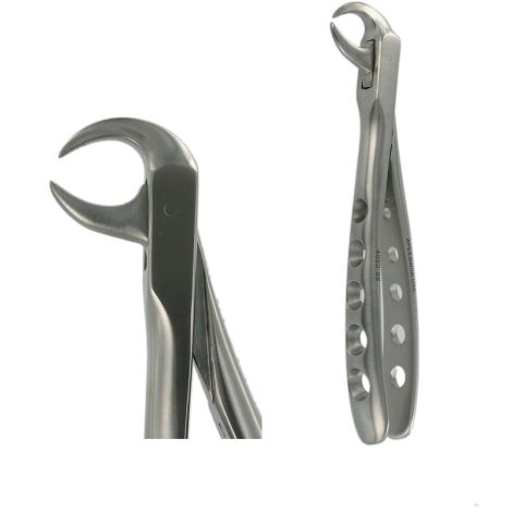 86C LOWER MOLAR