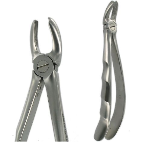 95 UPPER MOLAR L
