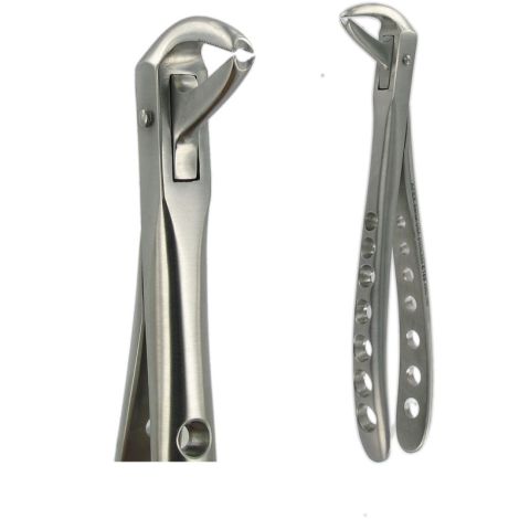 169 LOWER CANINE