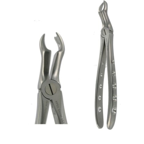 F11 UPPER MOLAR L